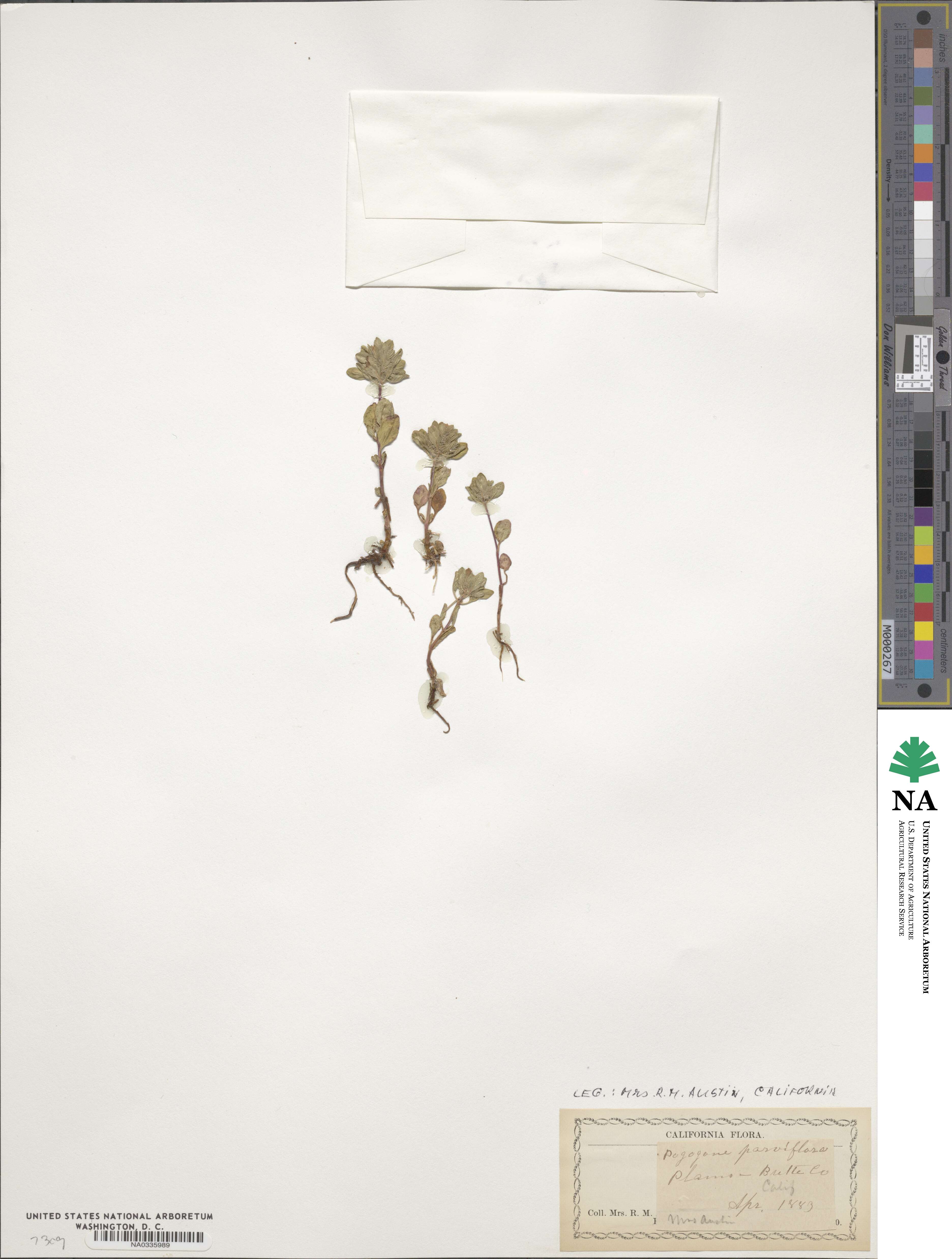 Pogogyne douglasii subsp. parviflora image