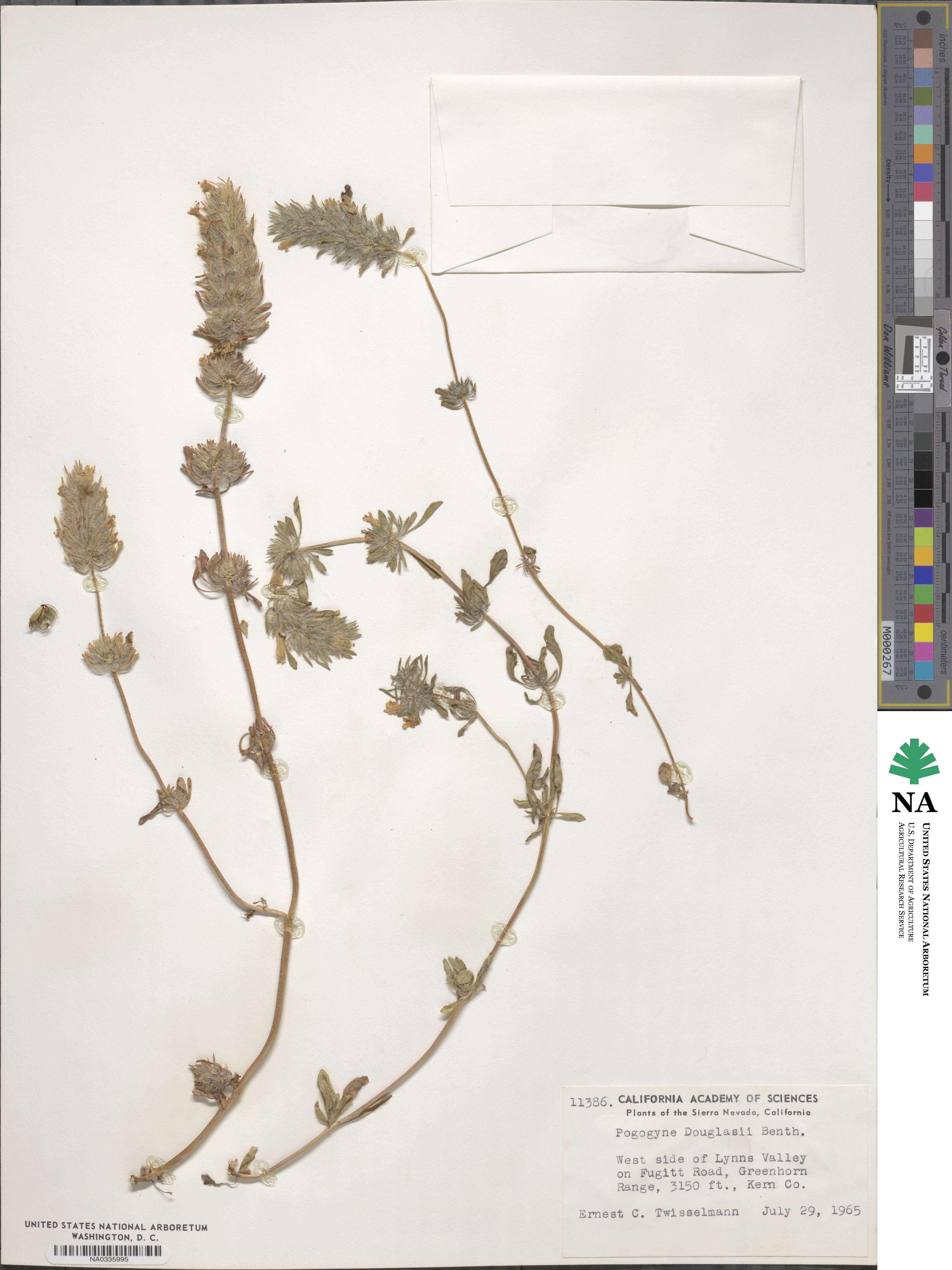 Pogogyne douglasii image