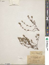 Image of Pogogyne abramsii