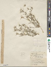 Eriastrum wilcoxii image