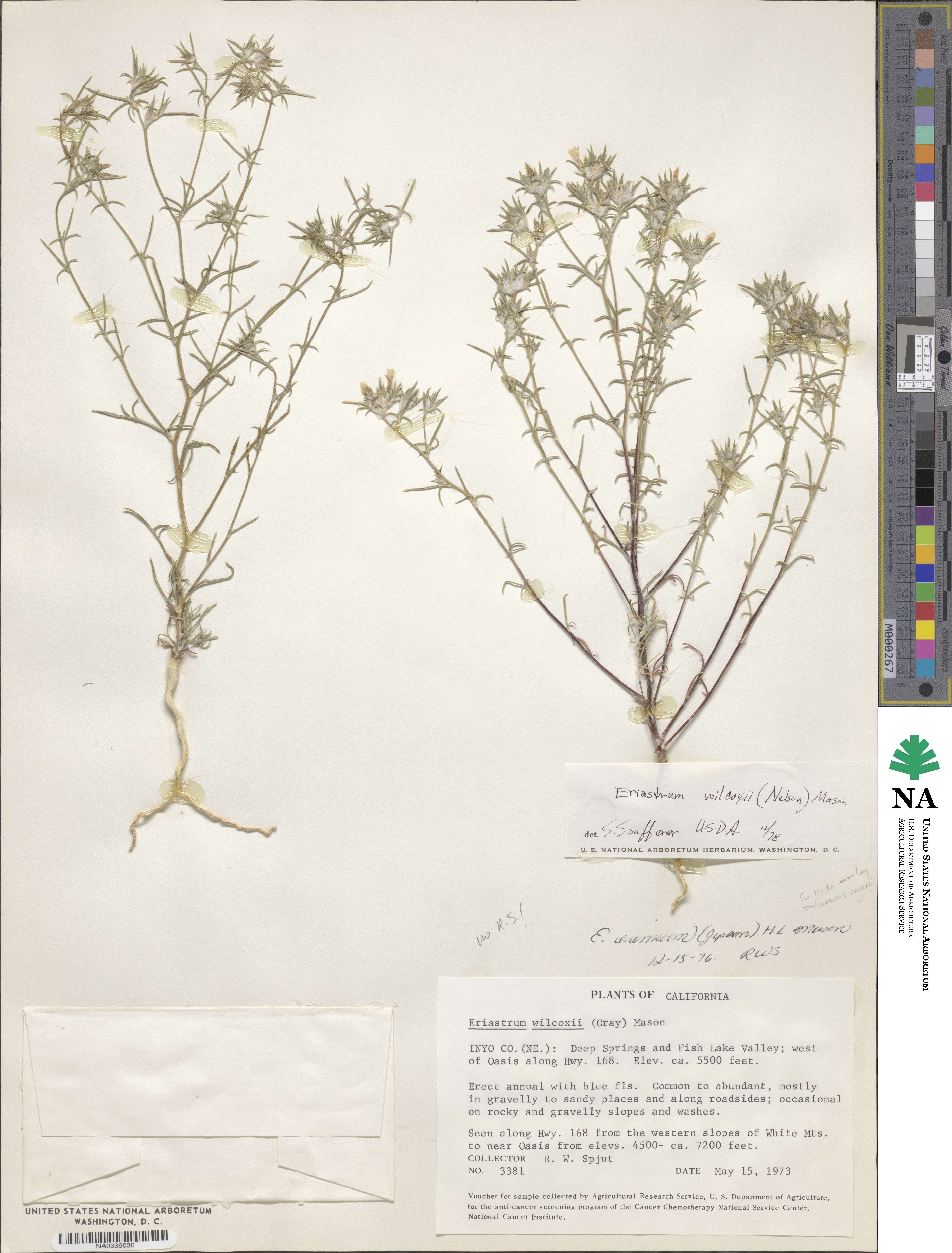 Eriastrum wilcoxii image