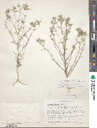 Eriastrum wilcoxii image