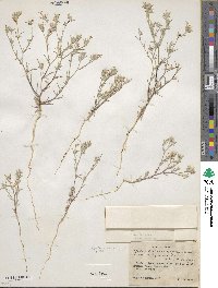 Eriastrum wilcoxii image