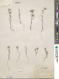 Eriastrum wilcoxii image