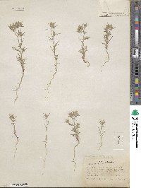 Eriastrum wilcoxii image