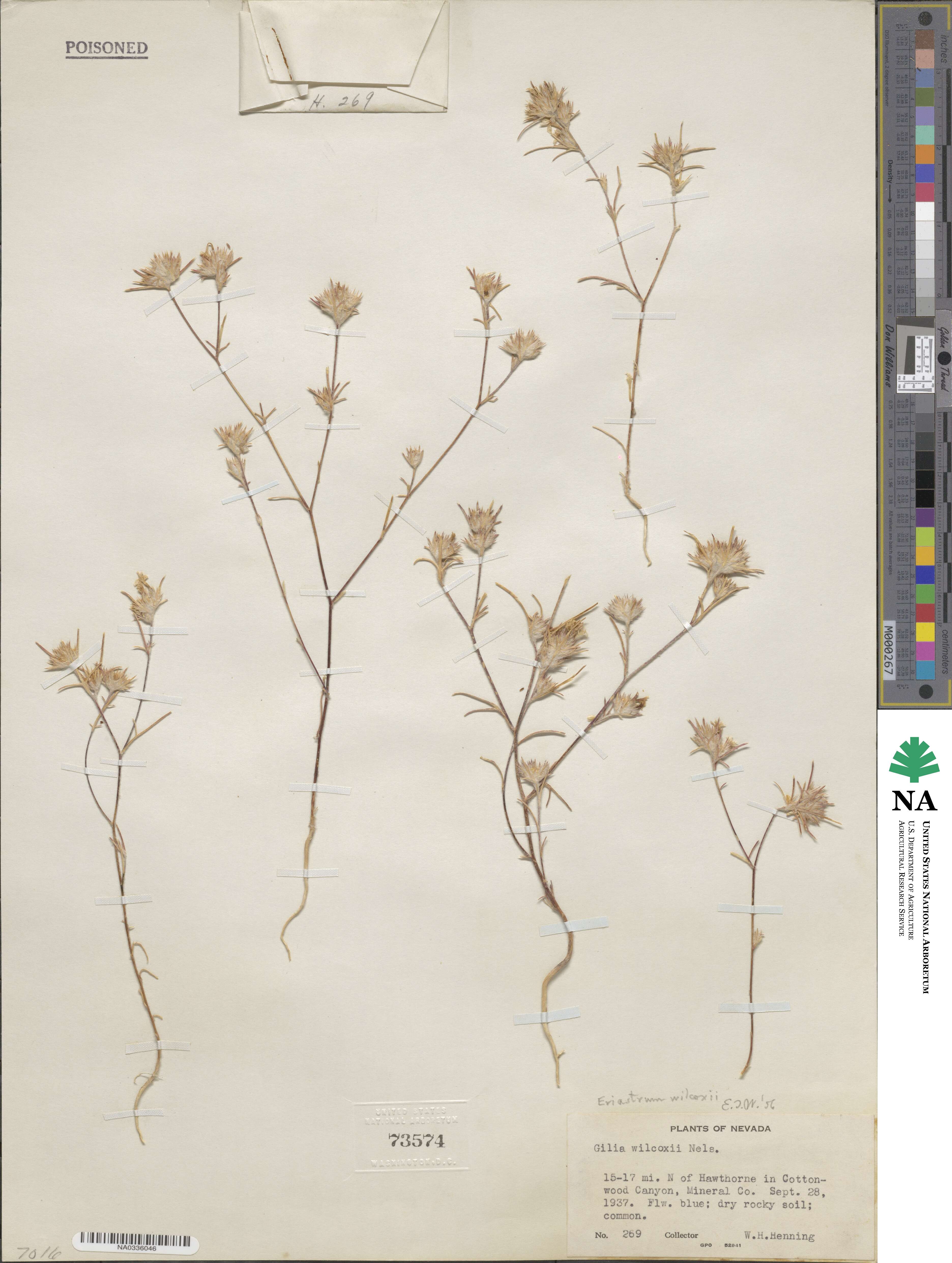 Eriastrum wilcoxii image