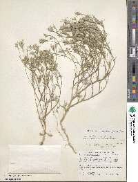 Eriastrum sparsiflorum image