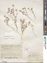 Eriastrum sparsiflorum image