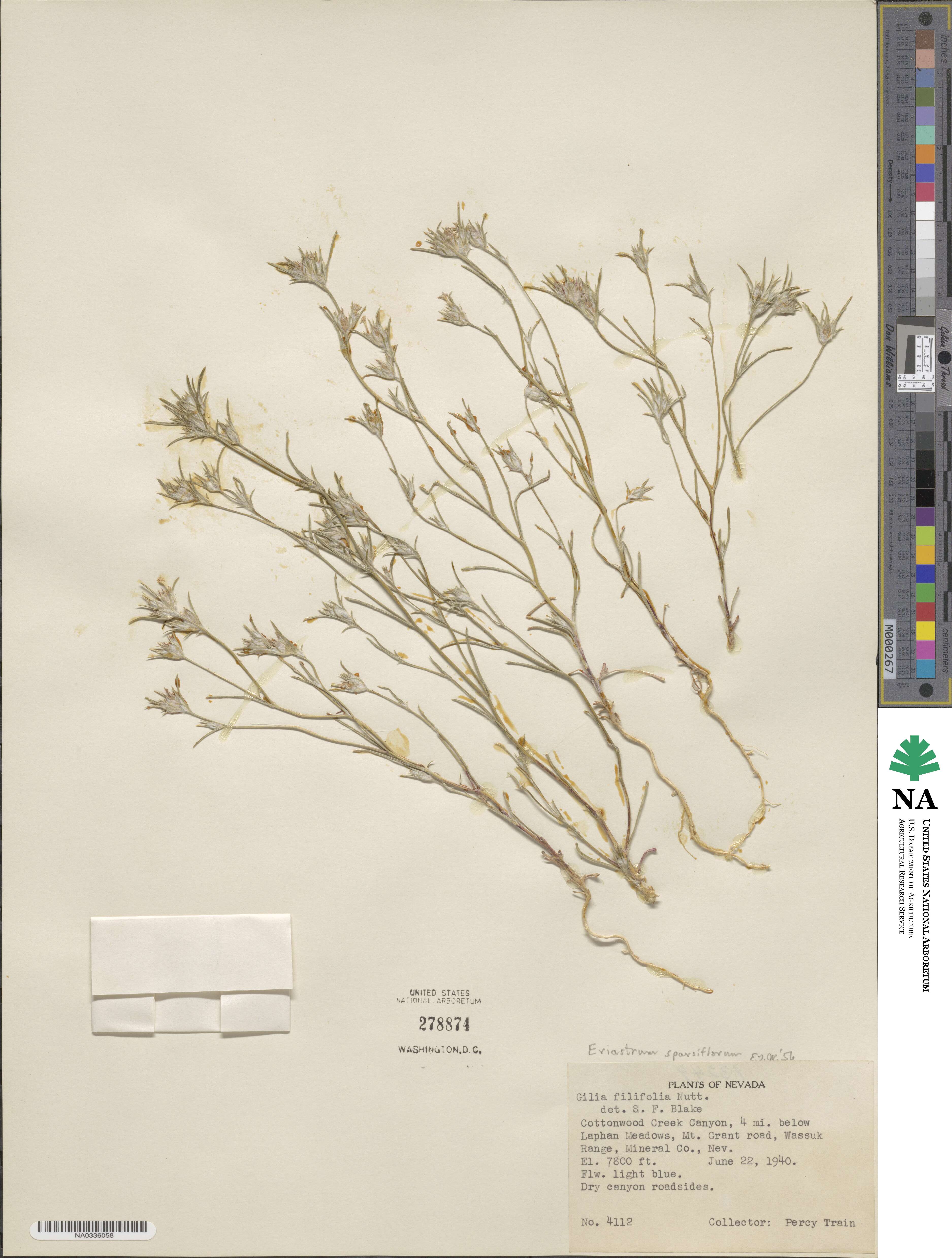 Eriastrum sparsiflorum image