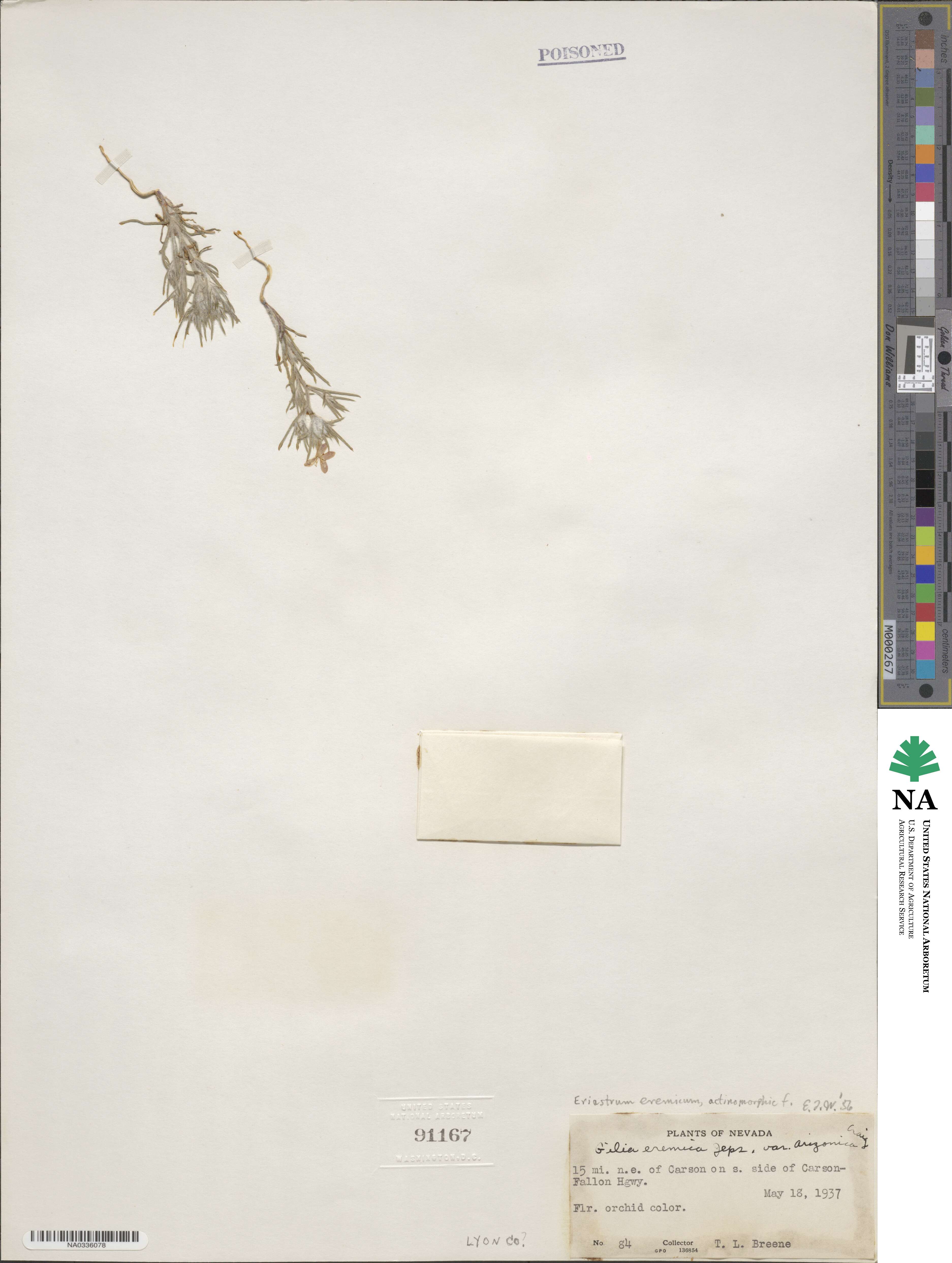 Eriastrum eremicum image