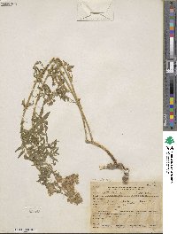 Polemonium foliosissimum var. flavum image