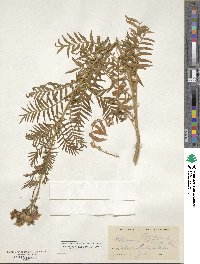 Polemonium foliosissimum image