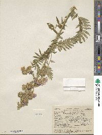 Polemonium foliosissimum image