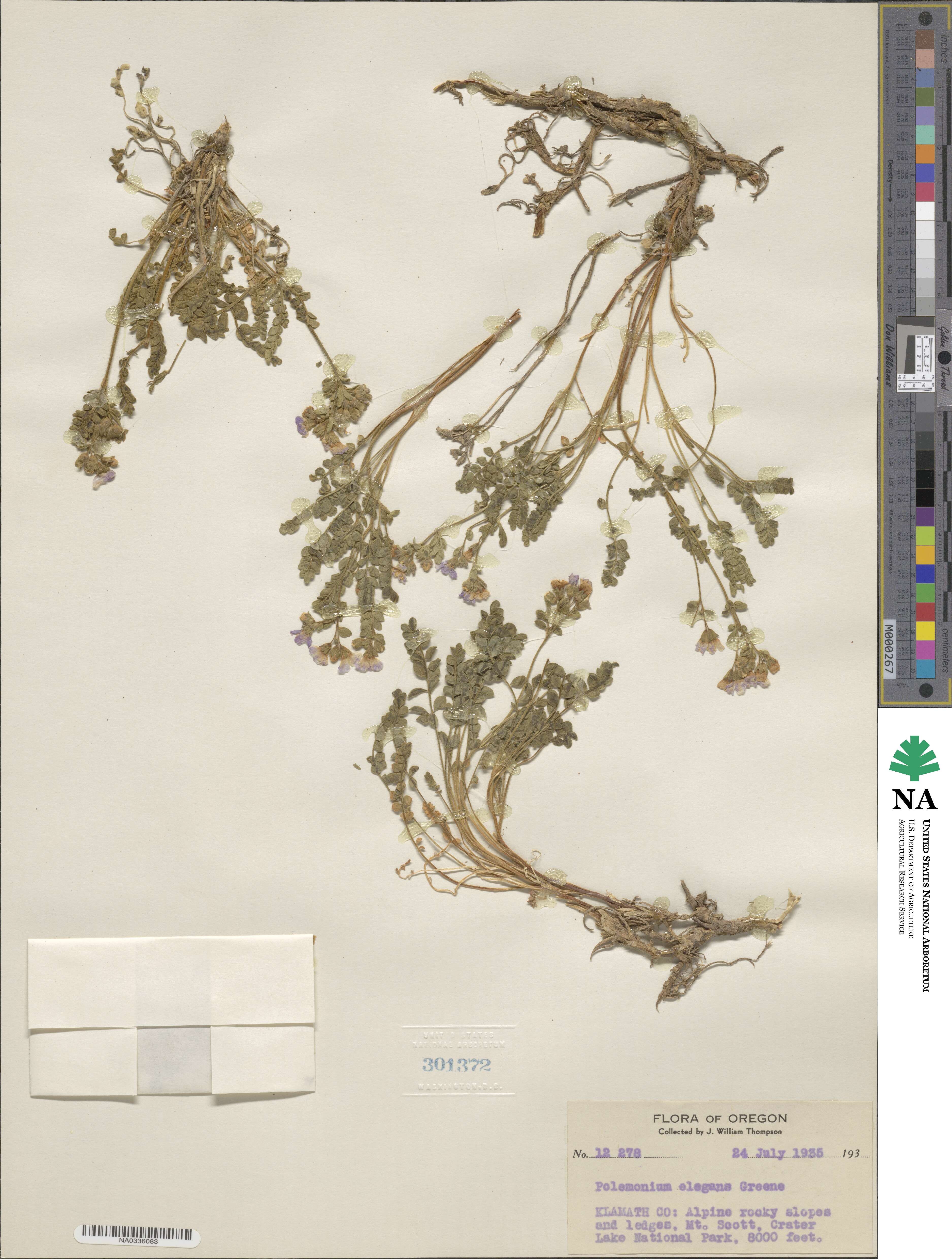 Polemonium elegans image