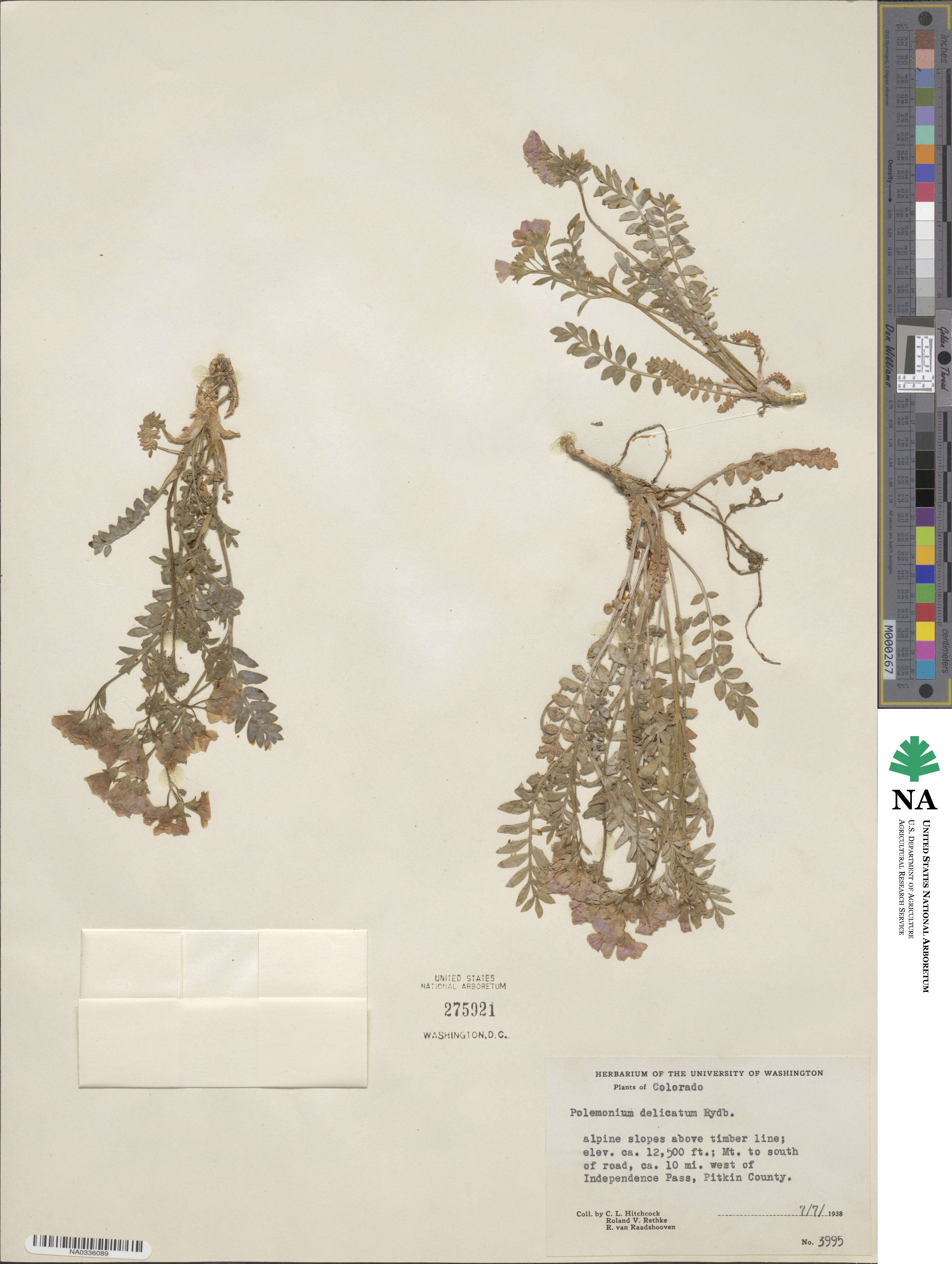 Polemonium pulcherrimum subsp. delicatum image