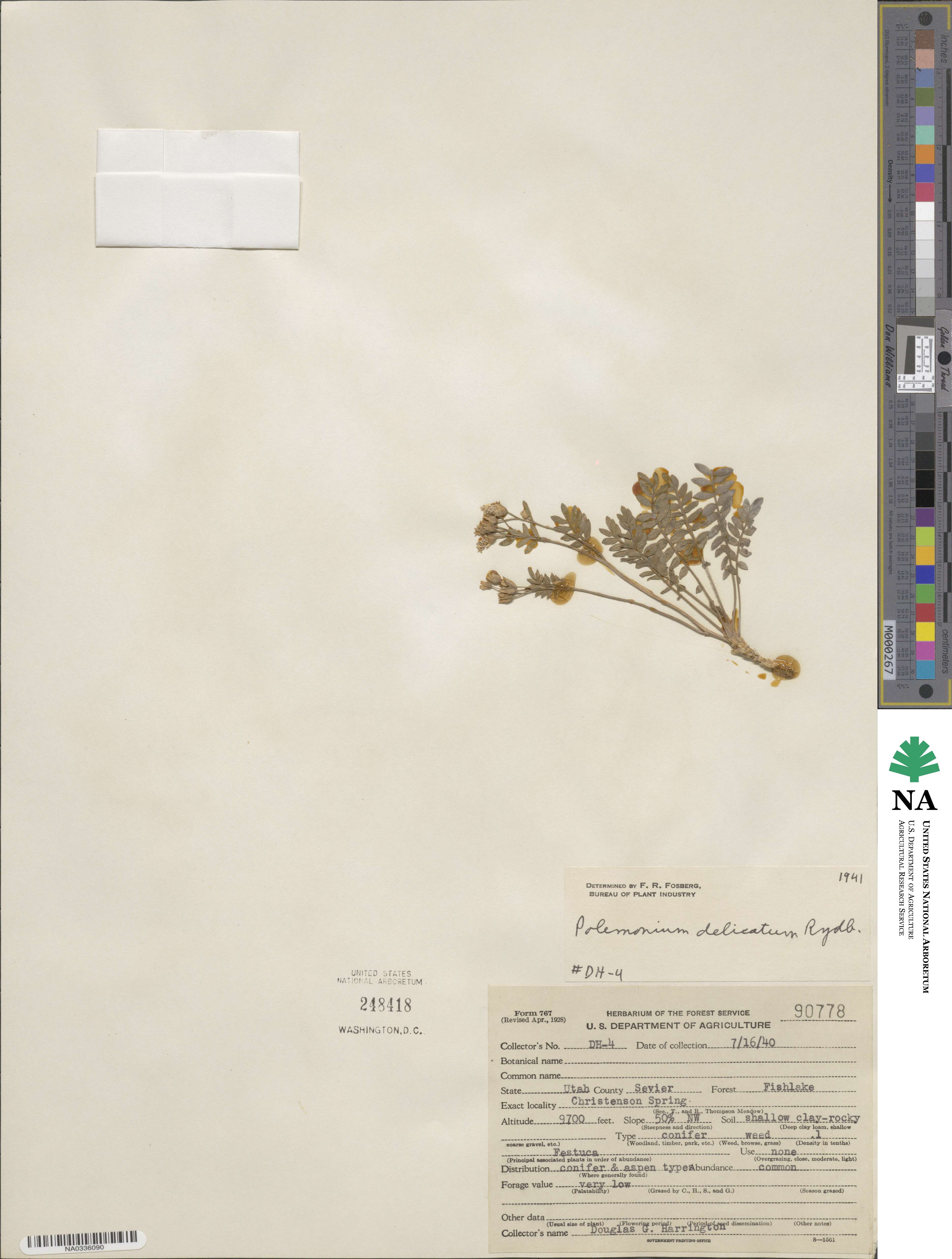 Polemonium pulcherrimum image