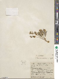 Polemonium pulcherrimum subsp. delicatum image