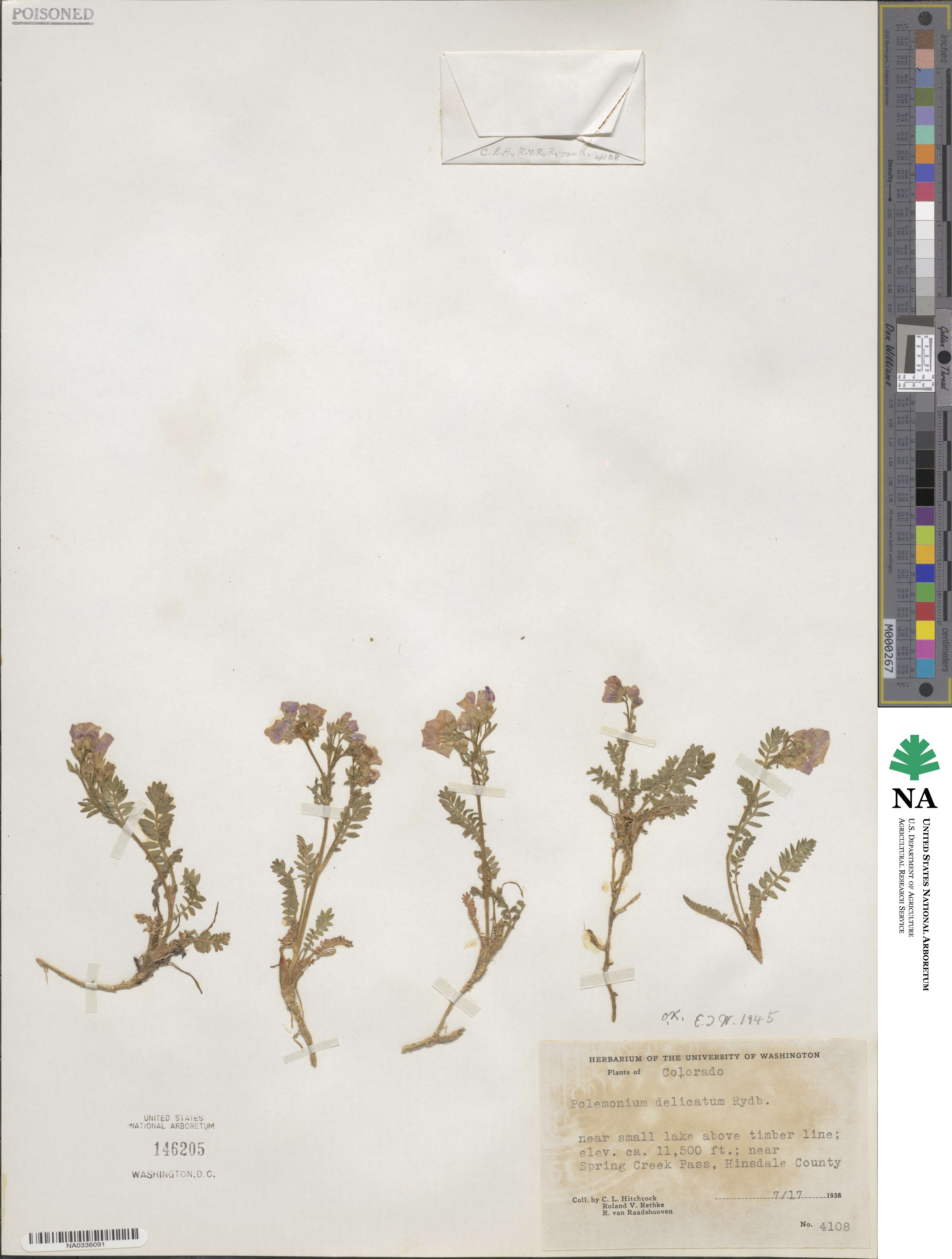 Polemonium pulcherrimum image