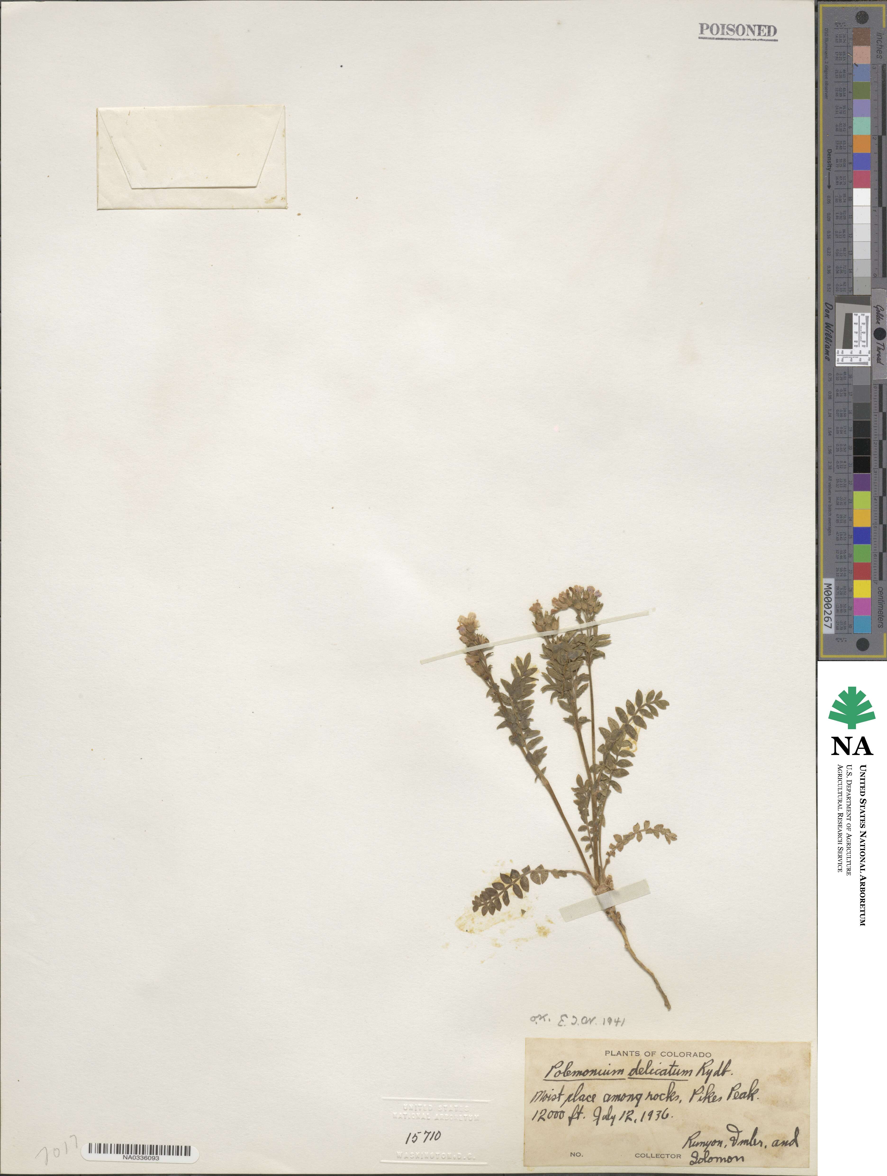 Polemonium pulcherrimum subsp. delicatum image