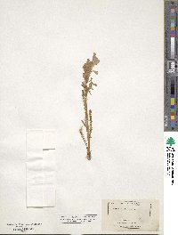 Polemonium confertum image