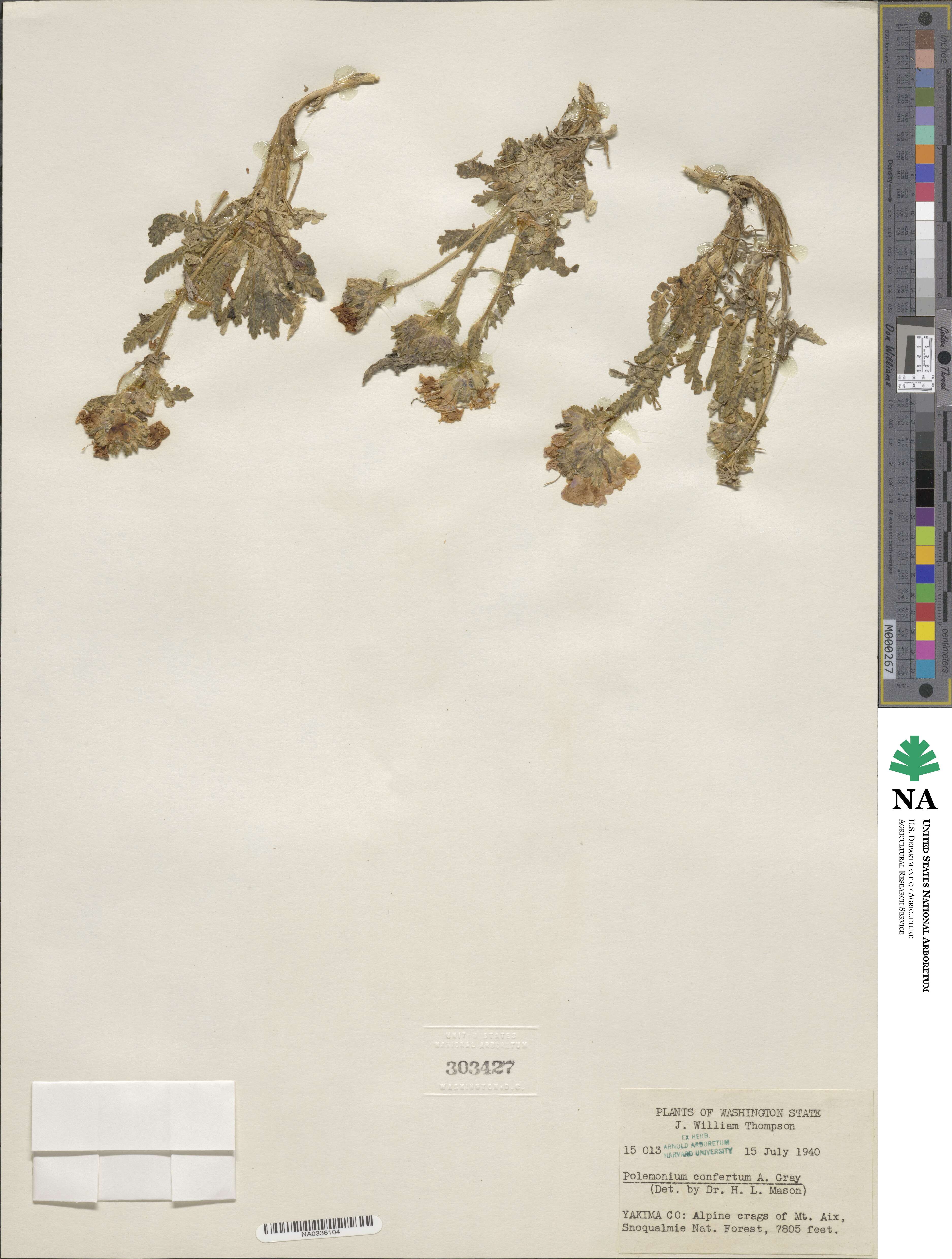 Polemonium confertum image