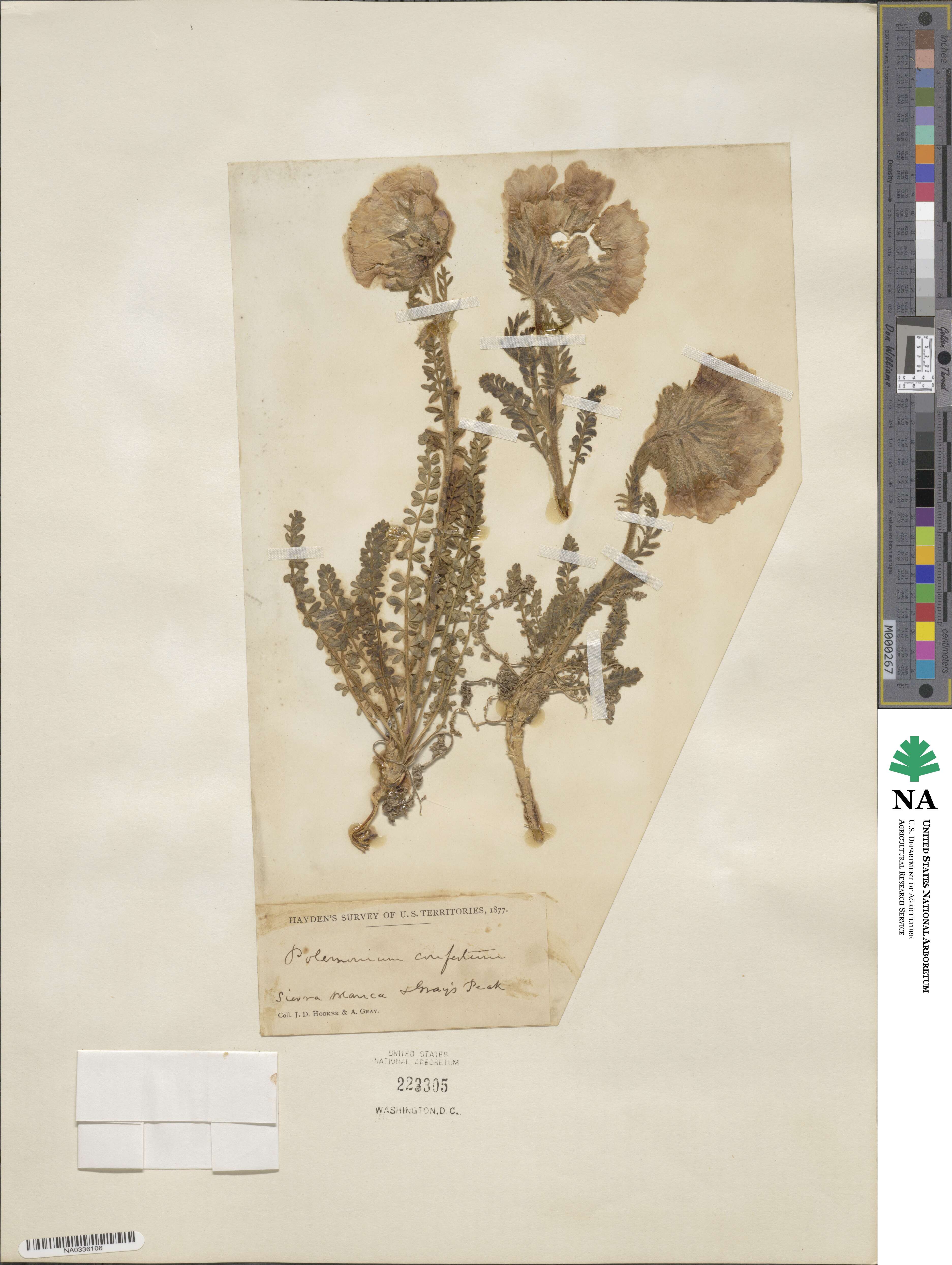 Polemonium confertum image