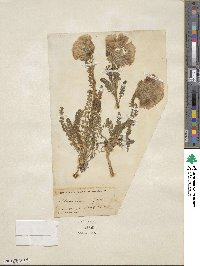 Polemonium confertum image