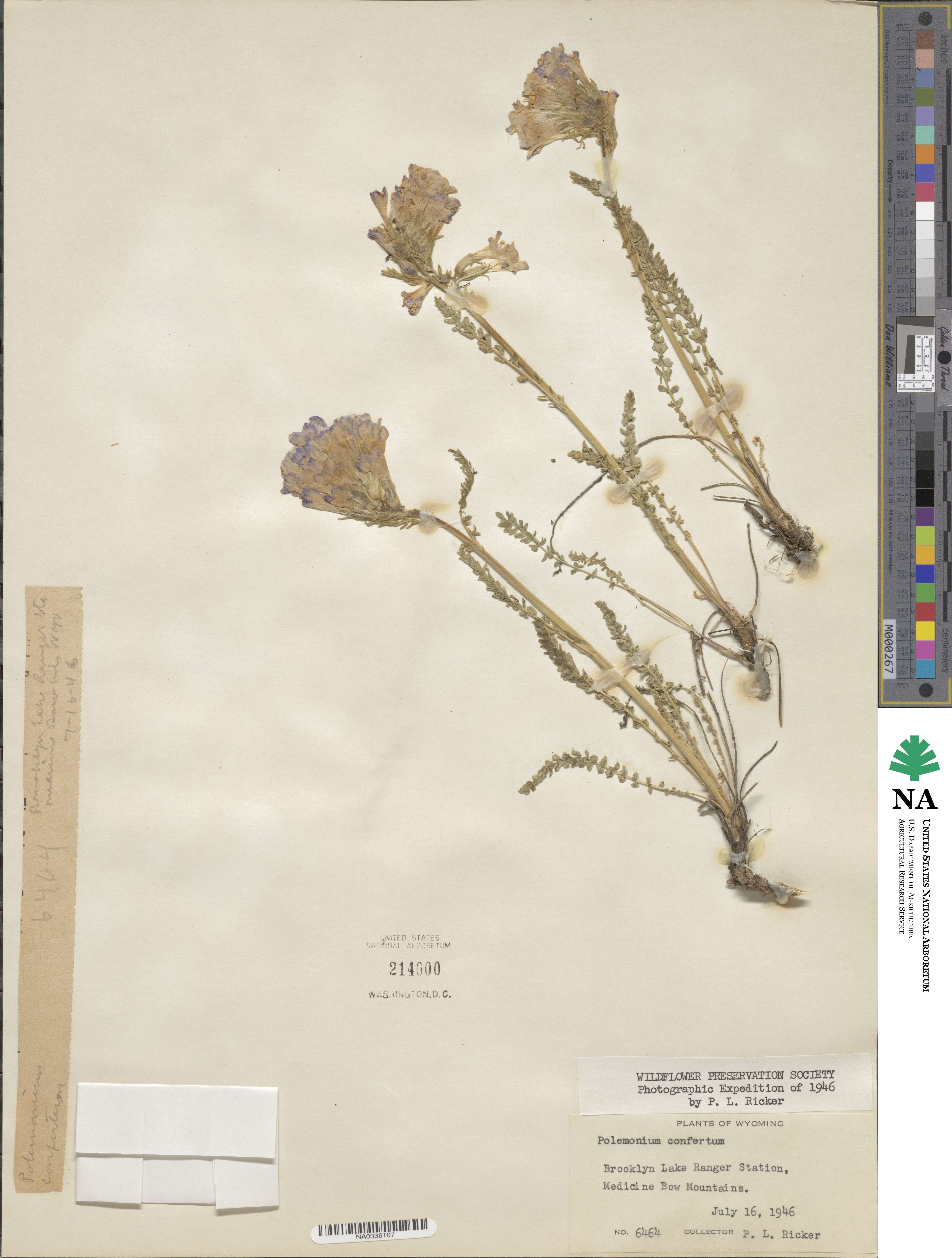 Polemonium confertum image