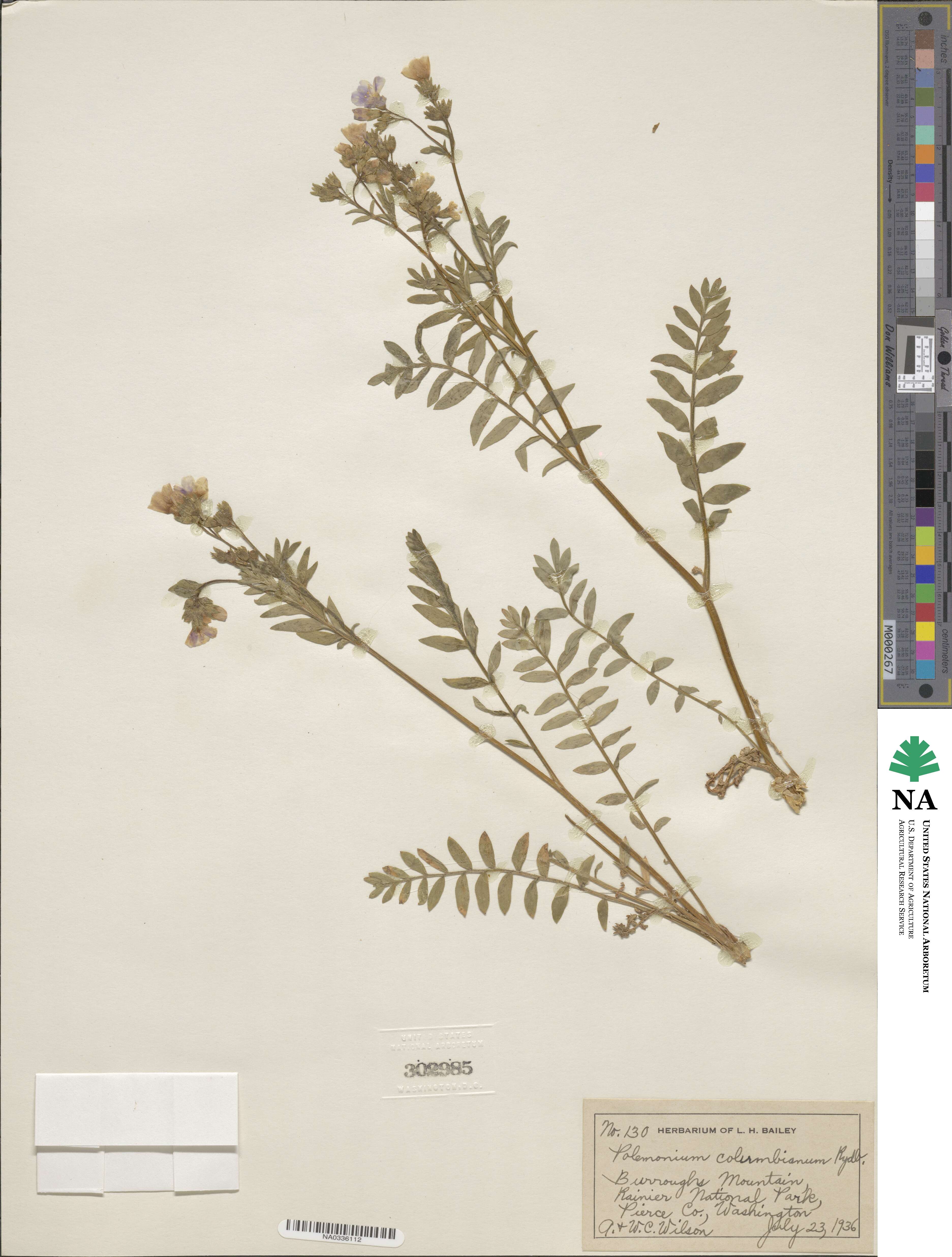 Polemonium californicum image