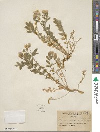 Polemonium californicum image