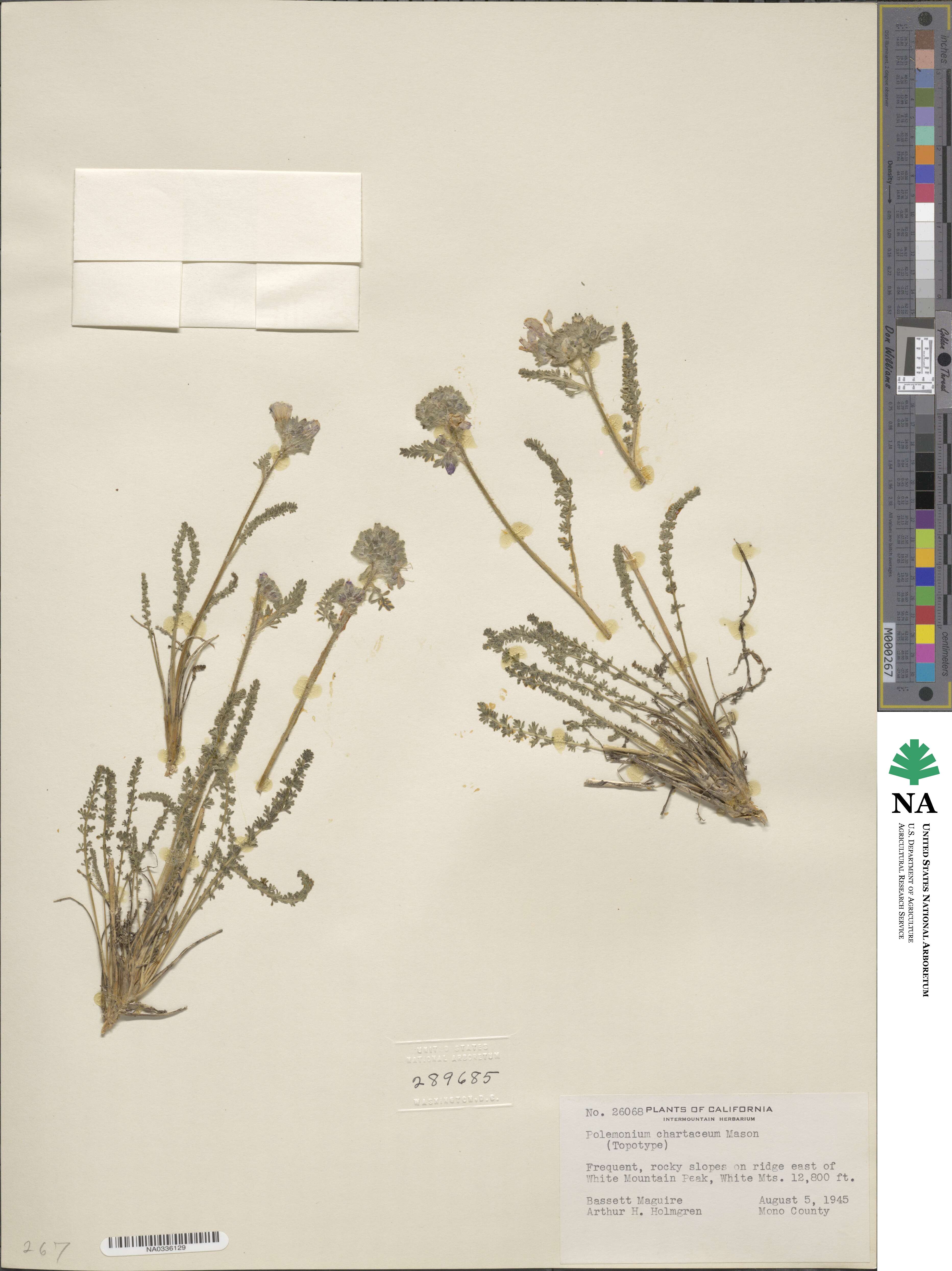 Polemonium chartaceum image