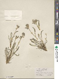 Image of Polemonium chartaceum