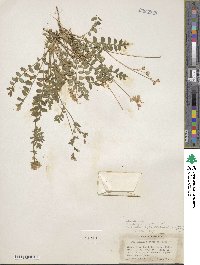 Polemonium californicum image