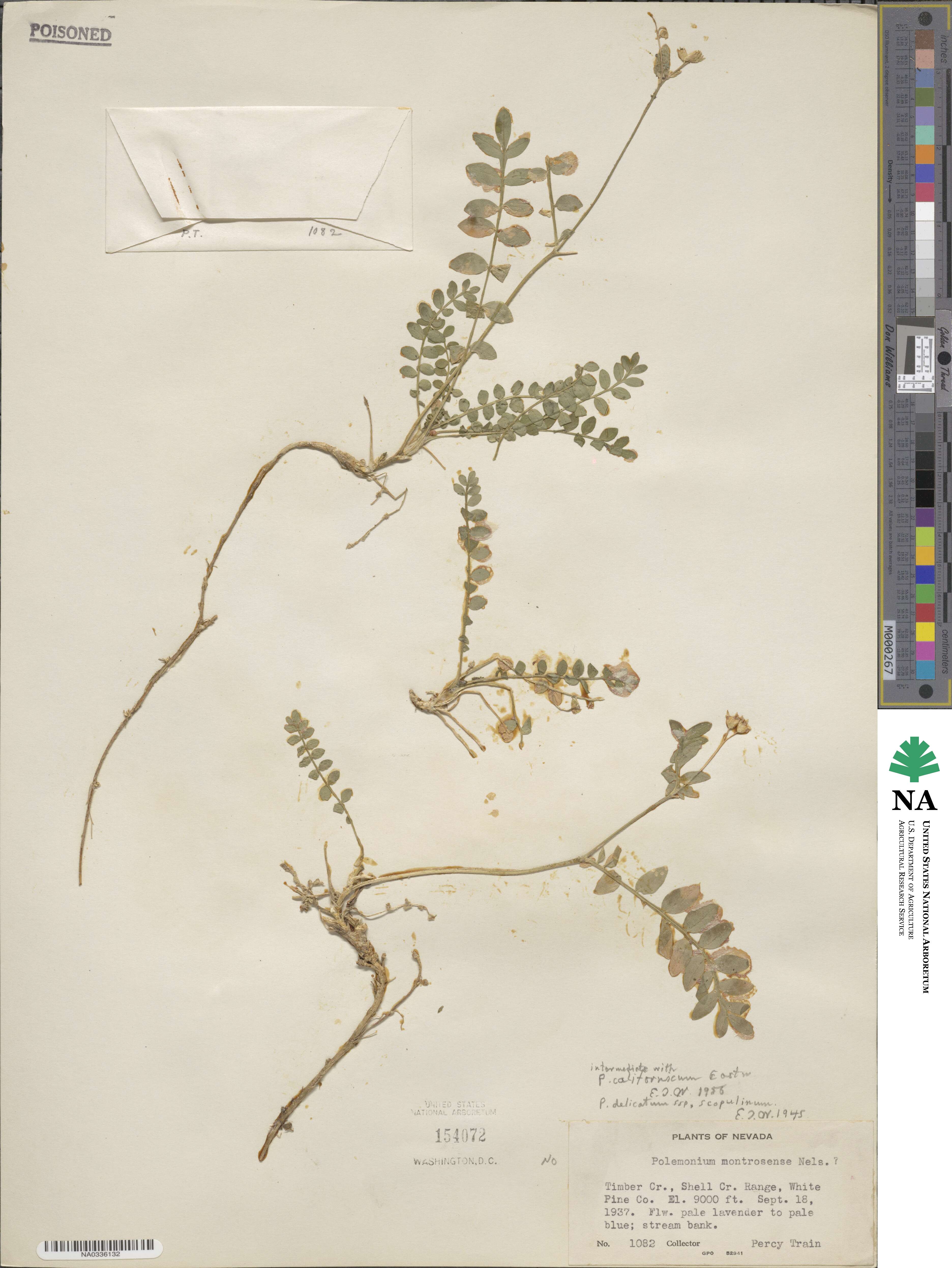 Polemonium californicum image