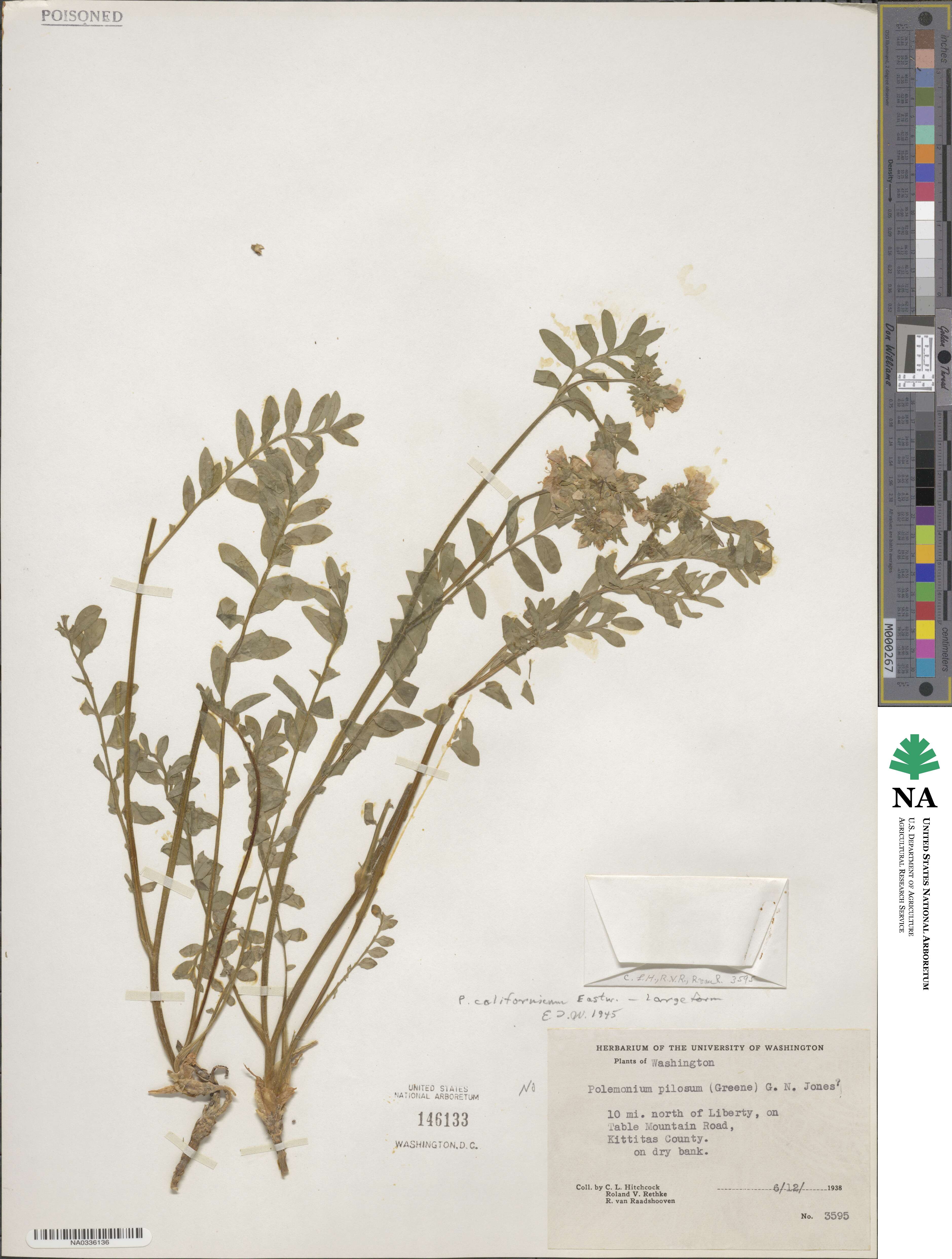 Polemonium californicum image