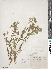 Polemonium californicum image