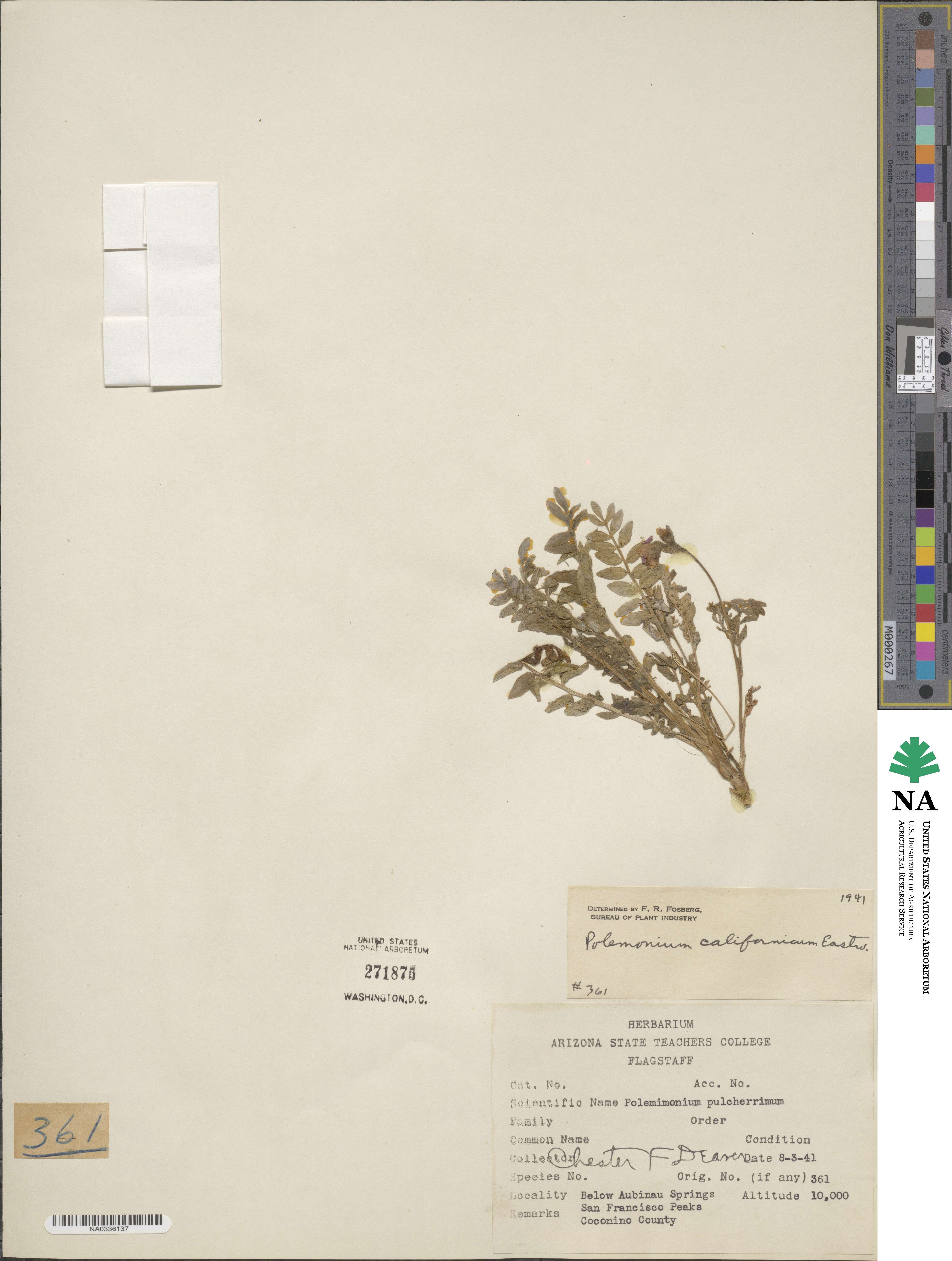 Polemonium californicum image