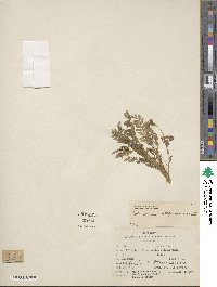 Polemonium californicum image