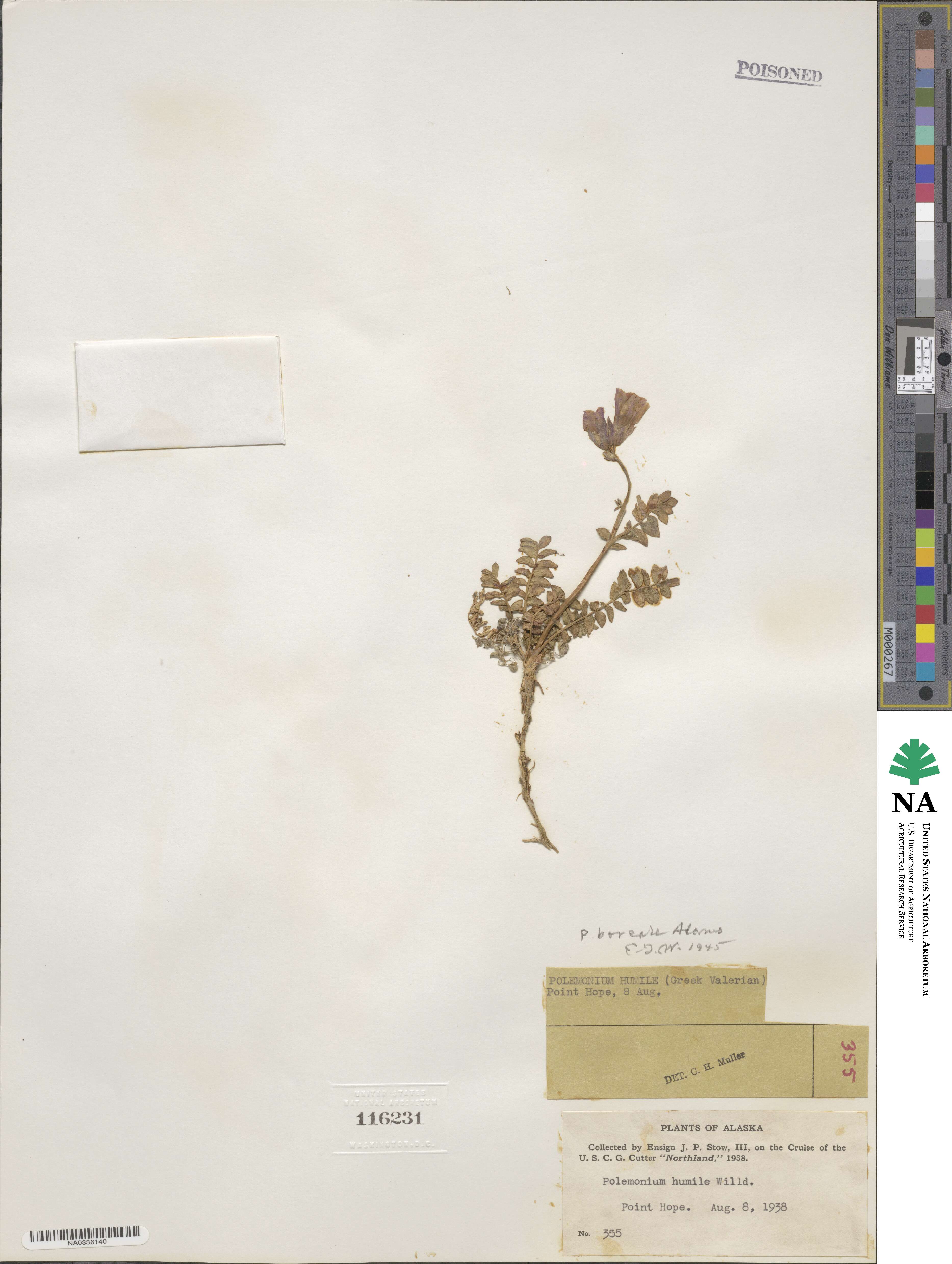 Polemonium boreale image