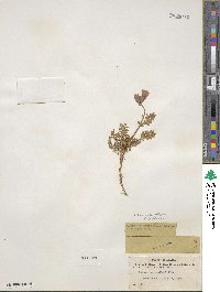 Polemonium boreale image