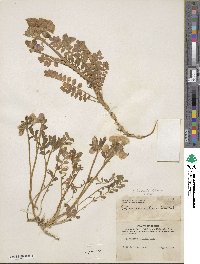 Image of Polemonium boreale