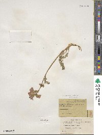 Polemonium boreale image