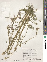 Image of Polemonium acutiflorum