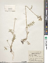 Polemonium acutiflorum image