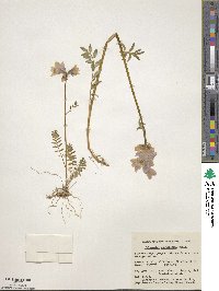 Polemonium acutiflorum image