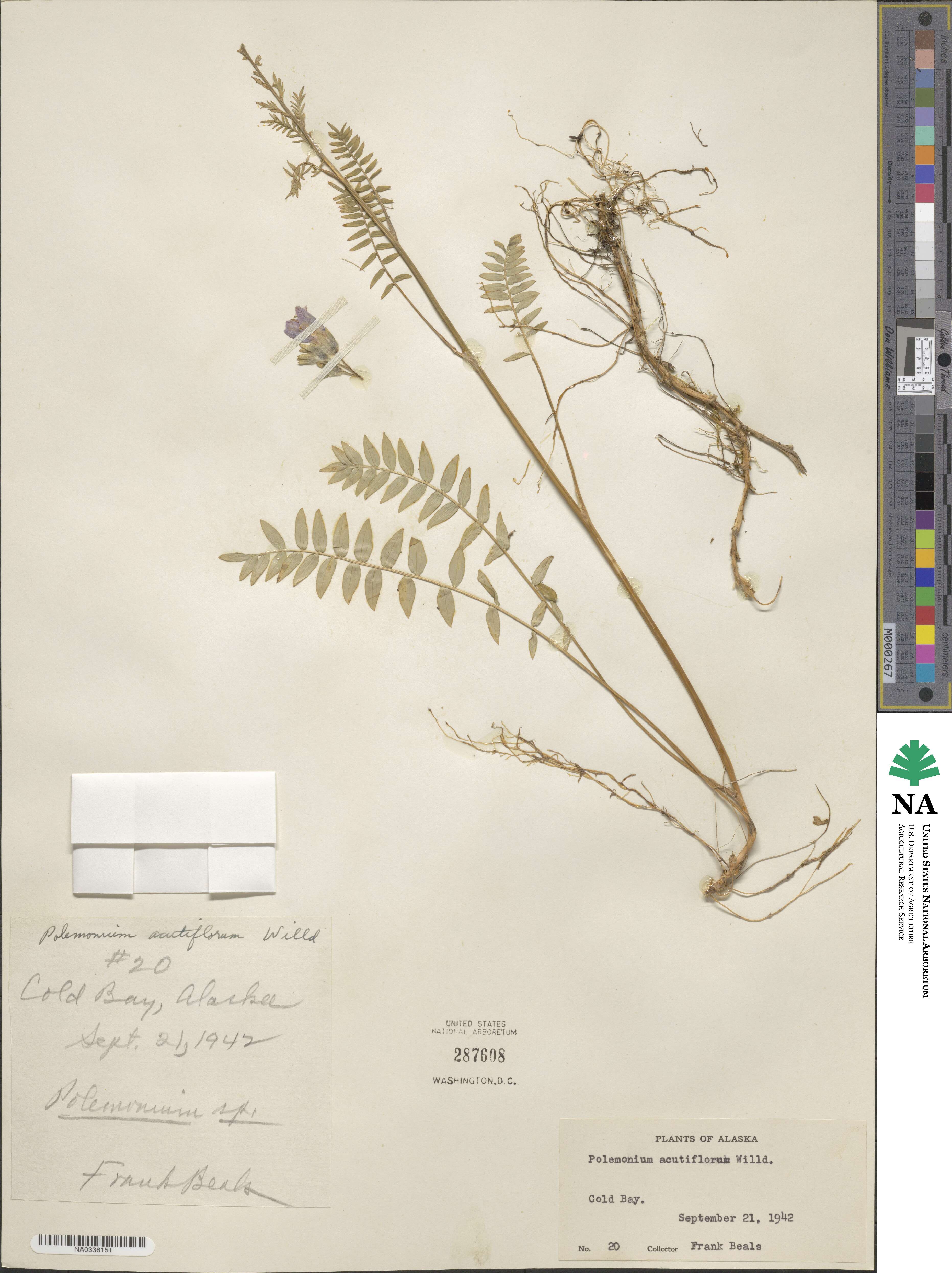 Polemonium acutiflorum image