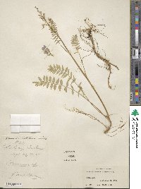 Polemonium acutiflorum image