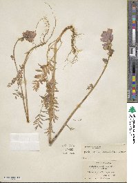 Polemonium acutiflorum image