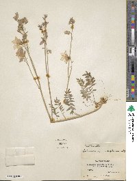 Polemonium acutiflorum image