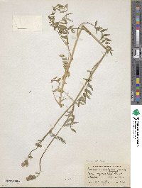 Polemonium acutiflorum image